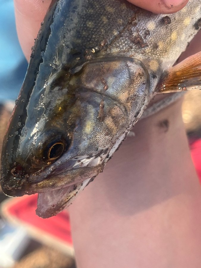 Splake (Salvelinus fontinalis × namaycush) — species reference image