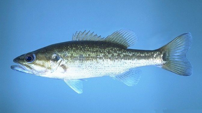 Spotted Bass (Micropterus punctulatus) — species reference image