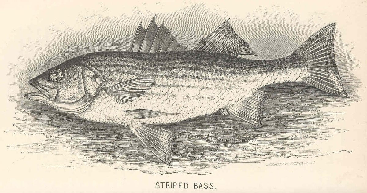 Striped Bass (Morone saxatilis) — species reference image