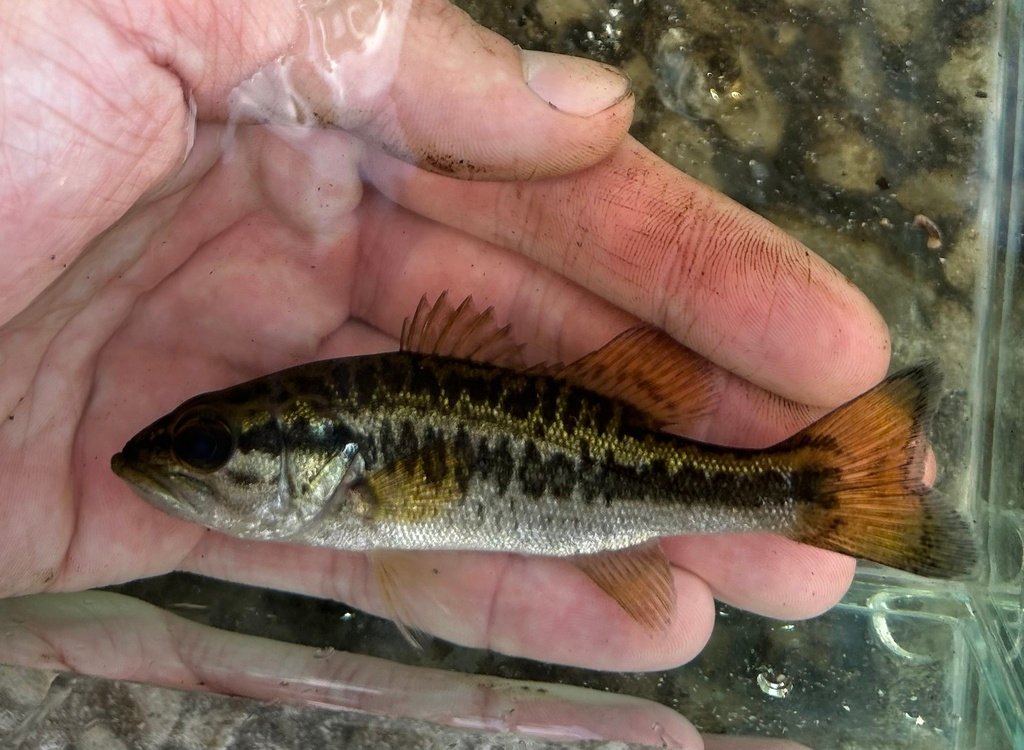 Suwannee Bass (Micropterus notius) — species reference image