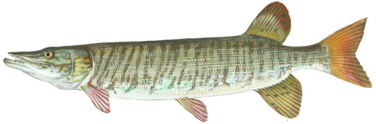 Tiger Muskellunge (Esox masquinongy × Esox lucius) — species reference image
