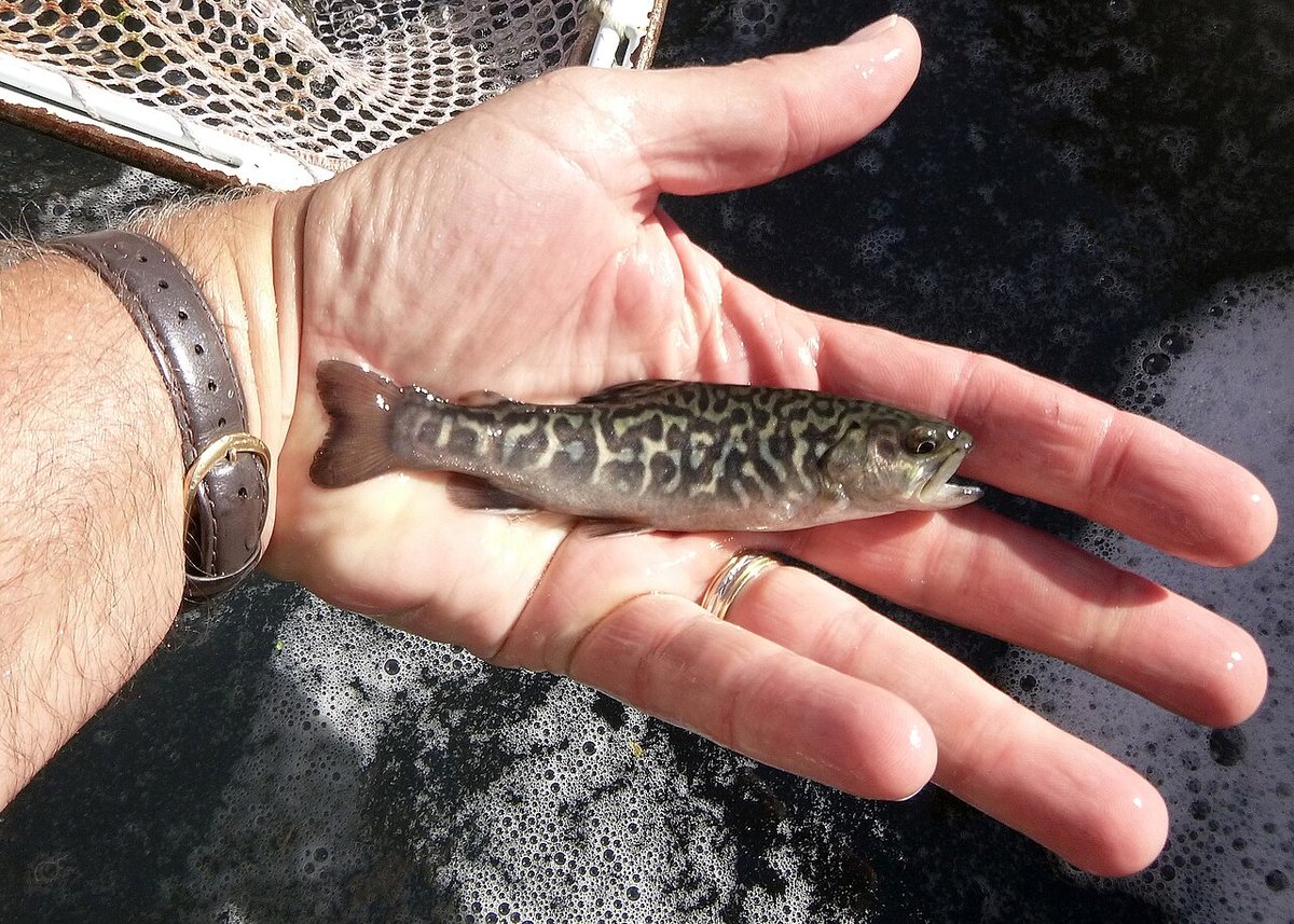 Tiger Trout (Salmo trutta × Salvelinus fontinalis) — species reference image