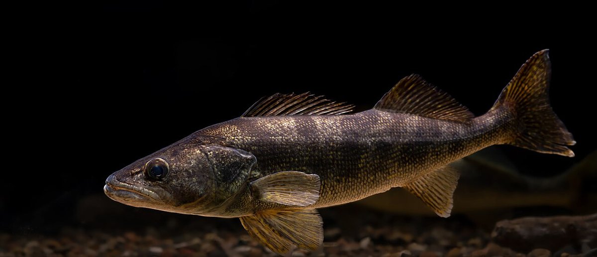 Walleye (Sander vitreus) — species reference image