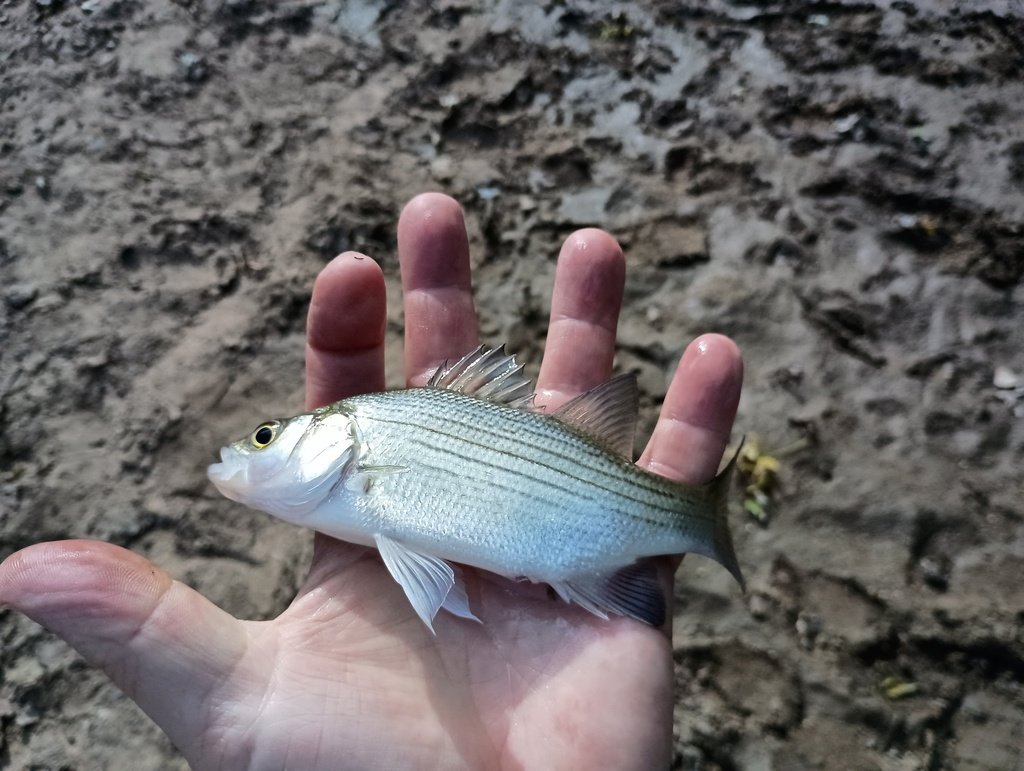 White Bass (Morone chrysops) — species reference image