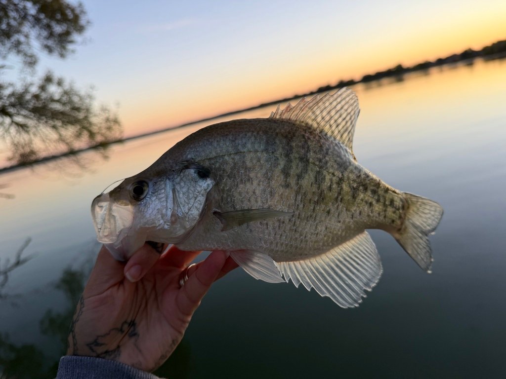White Crappie (Pomoxis annularis) — species reference image