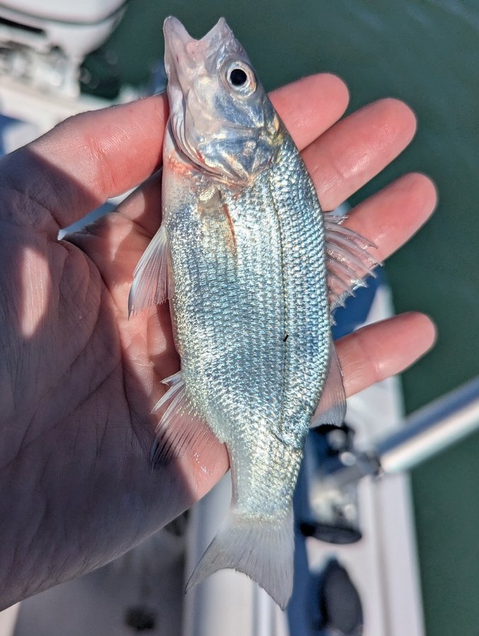 White Perch (Morone americana) — species reference image