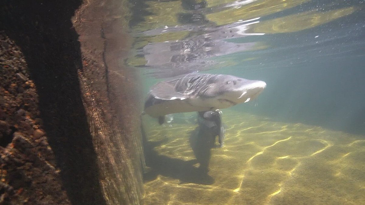 White Sturgeon (Acipenser transmontanus) — species reference image