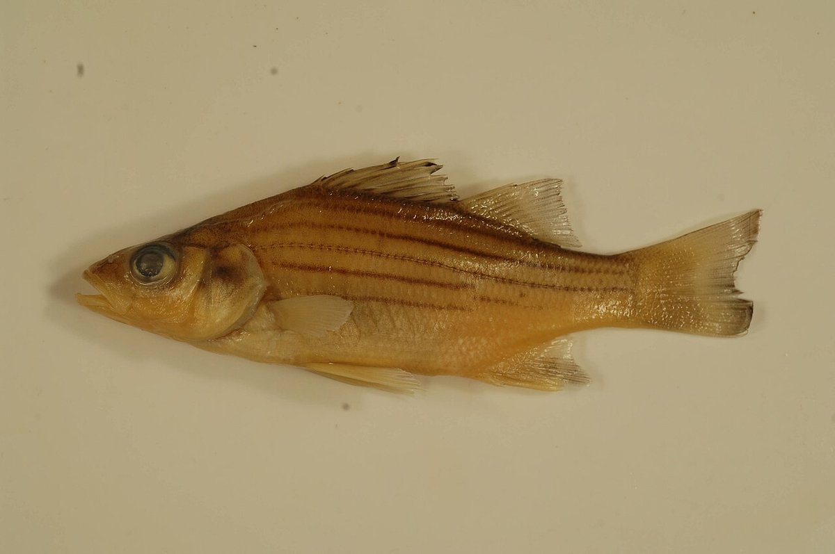 Yellow Bass (Morone mississippiensis) — species reference image
