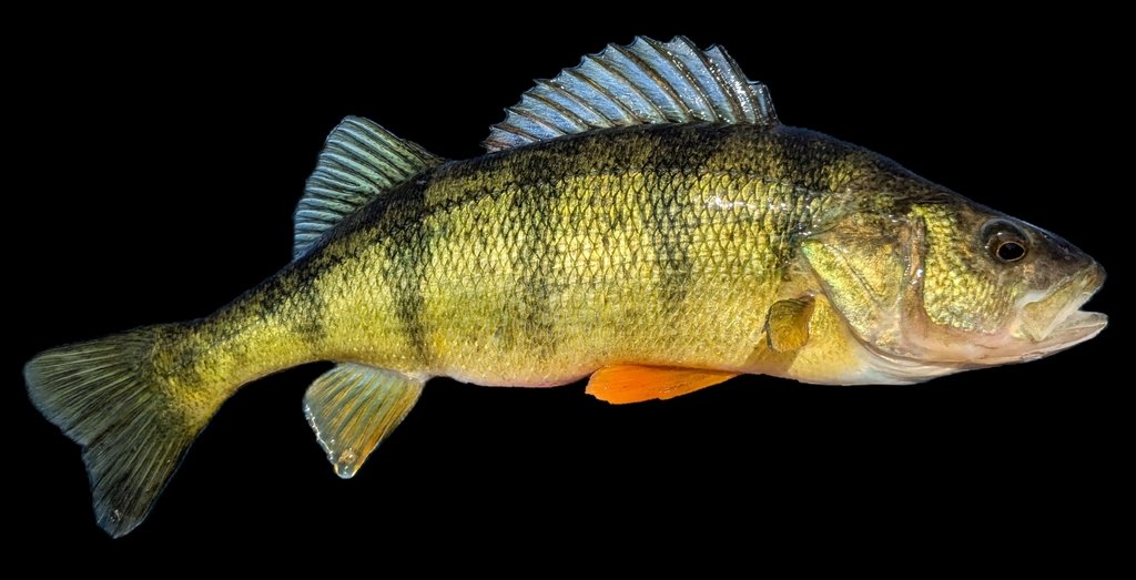 Yellow Perch (Perca flavescens)